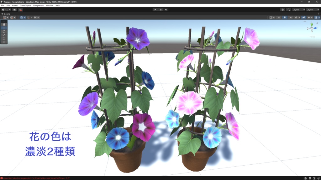 あさがお(朝顔)