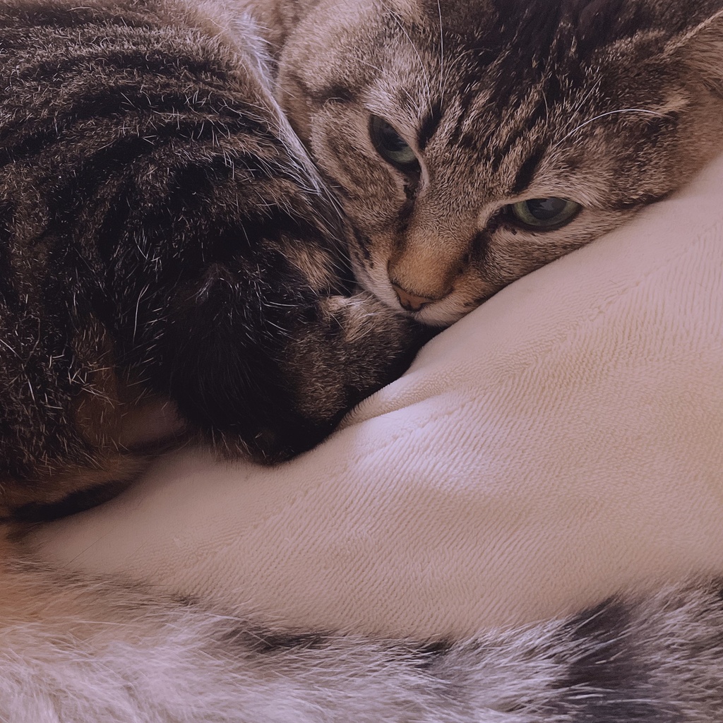 【無料APNG素材100種】あけPNG