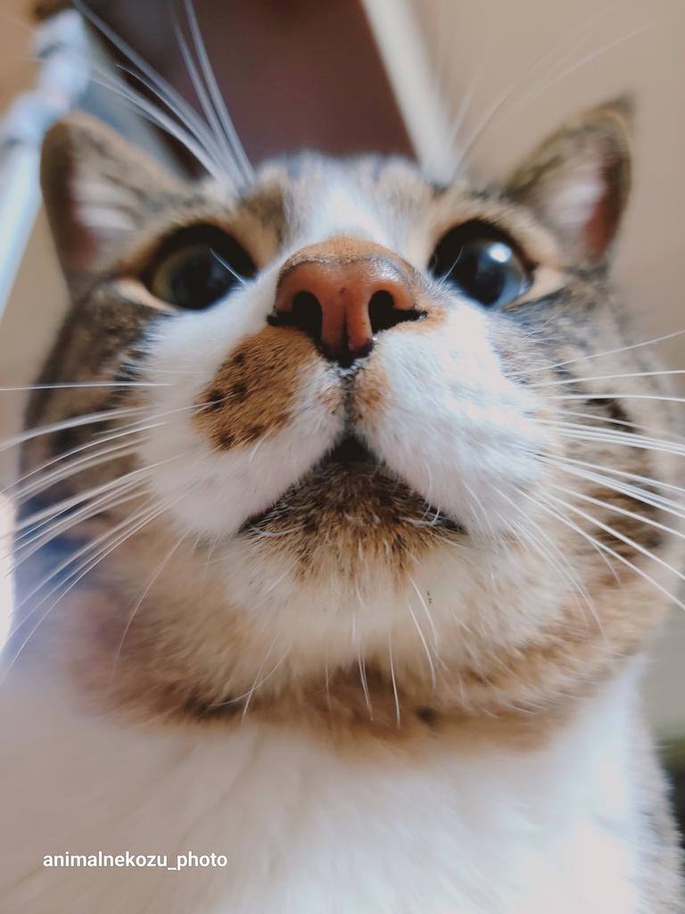 きじぃ~なタオル