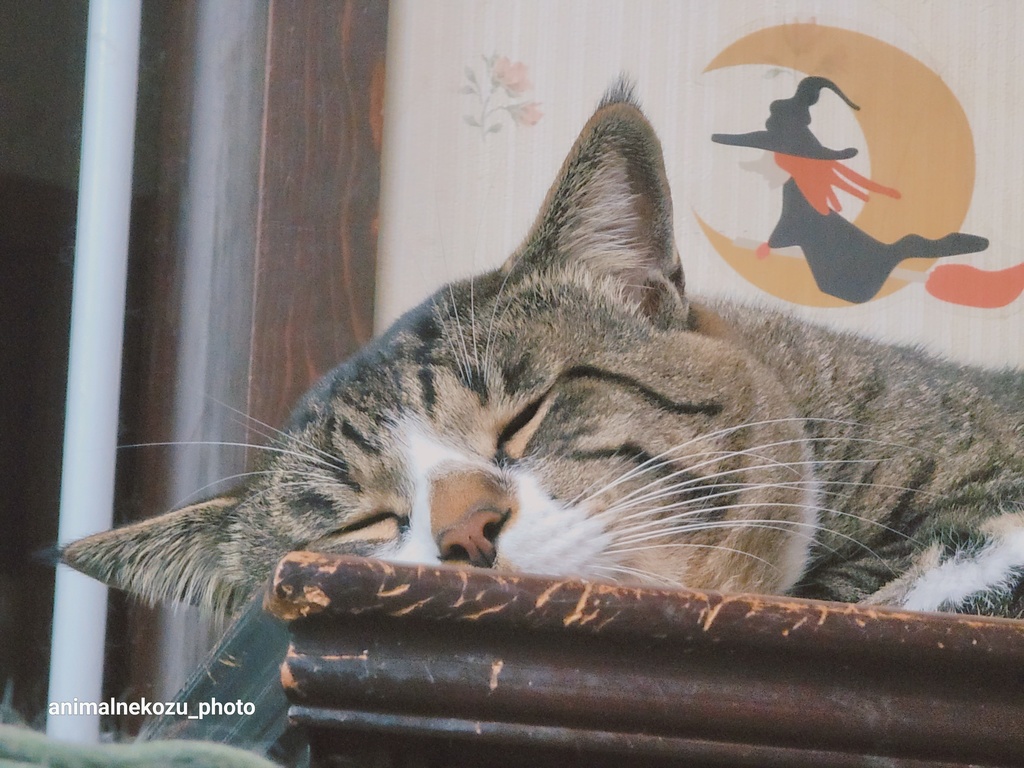 きじぃ~なタオル