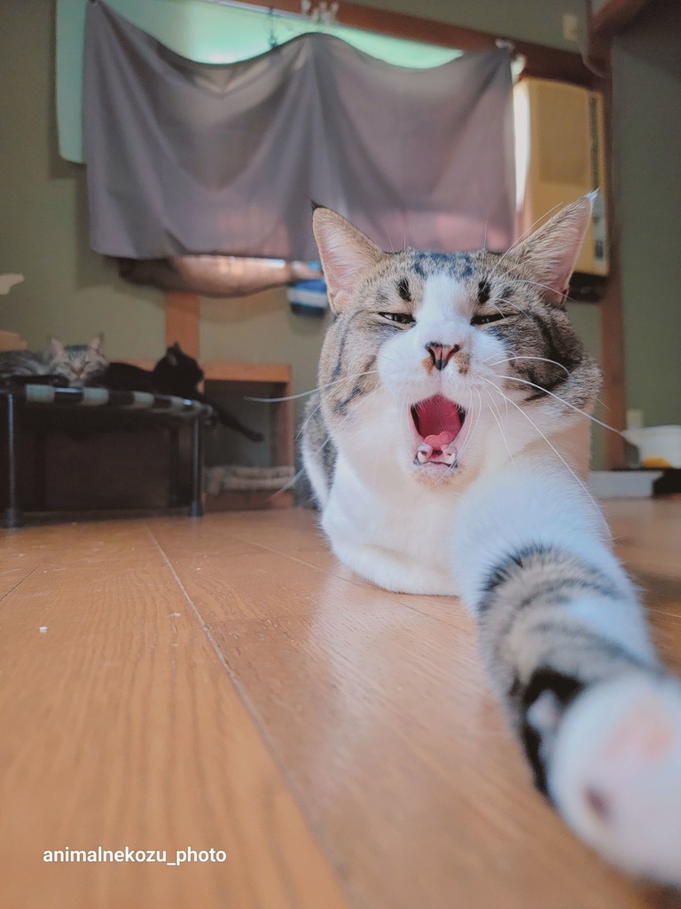 わちゃわちゃクッション