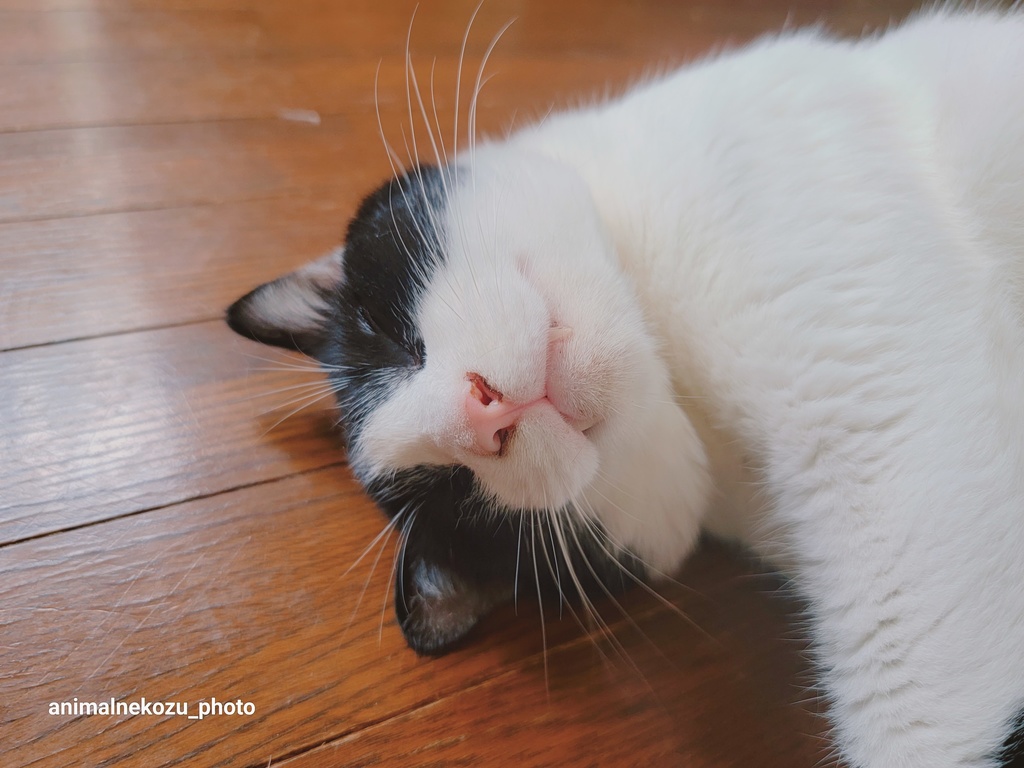 堂々といきましょう