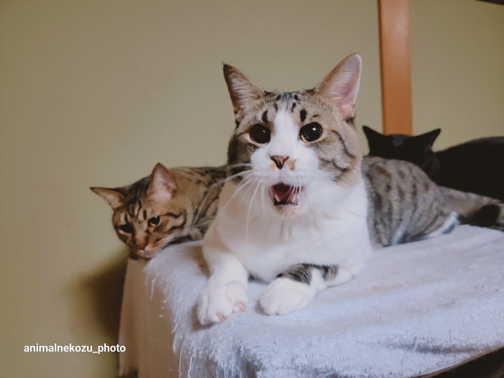 フェネファイル