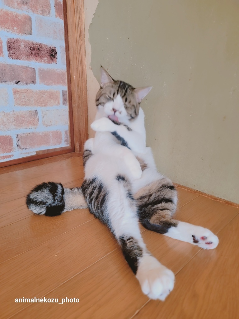 フェネファイル