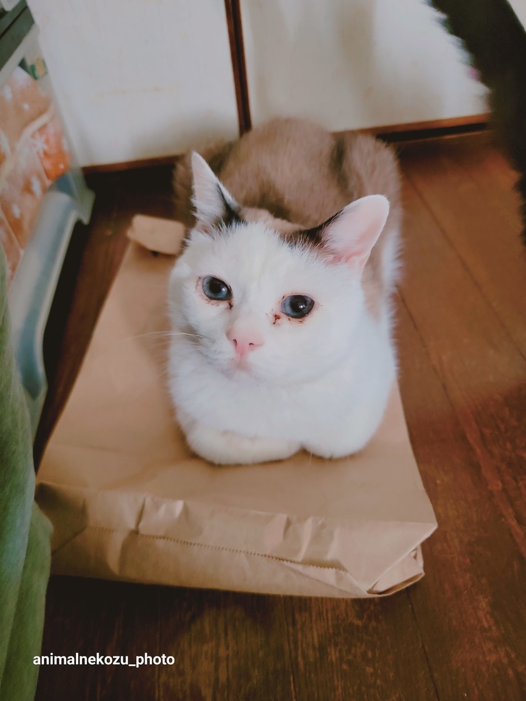 白くないしーちゃん