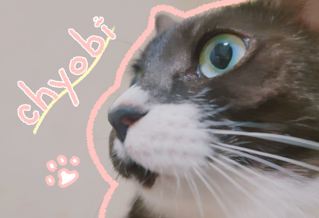 ちょびパスケース