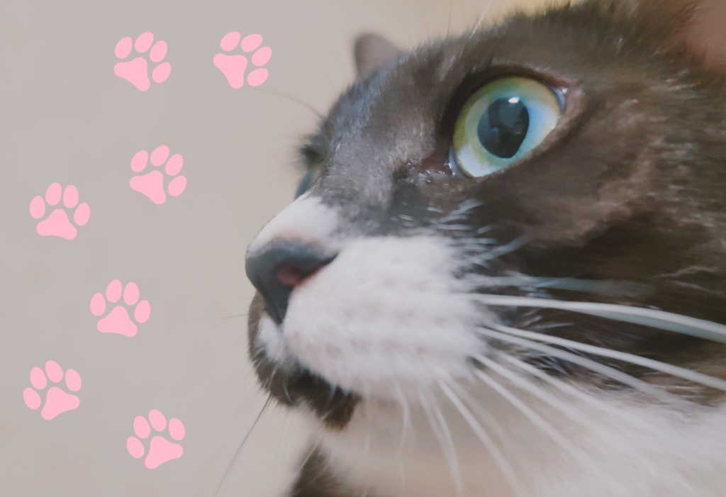 ちょびパスケース