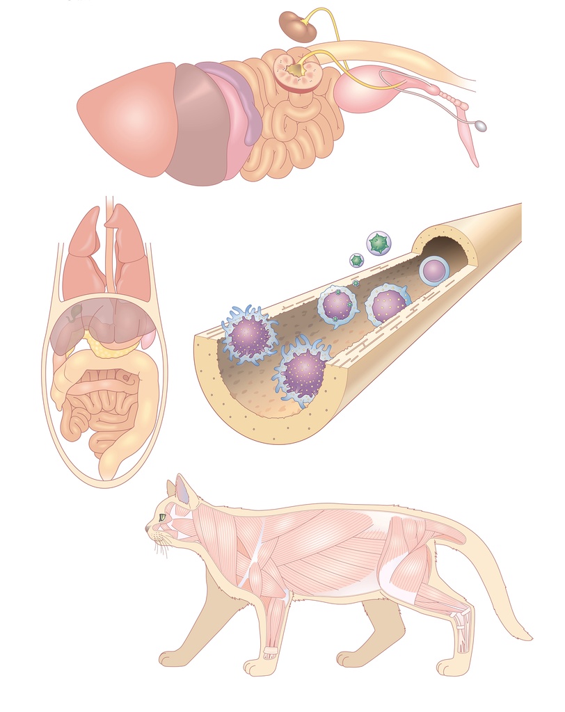 教材・医療・美容系イラスト作成
