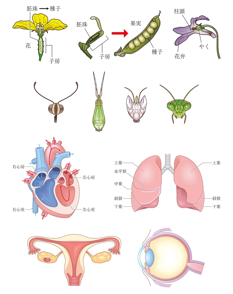 教材・医療・美容系イラスト作成