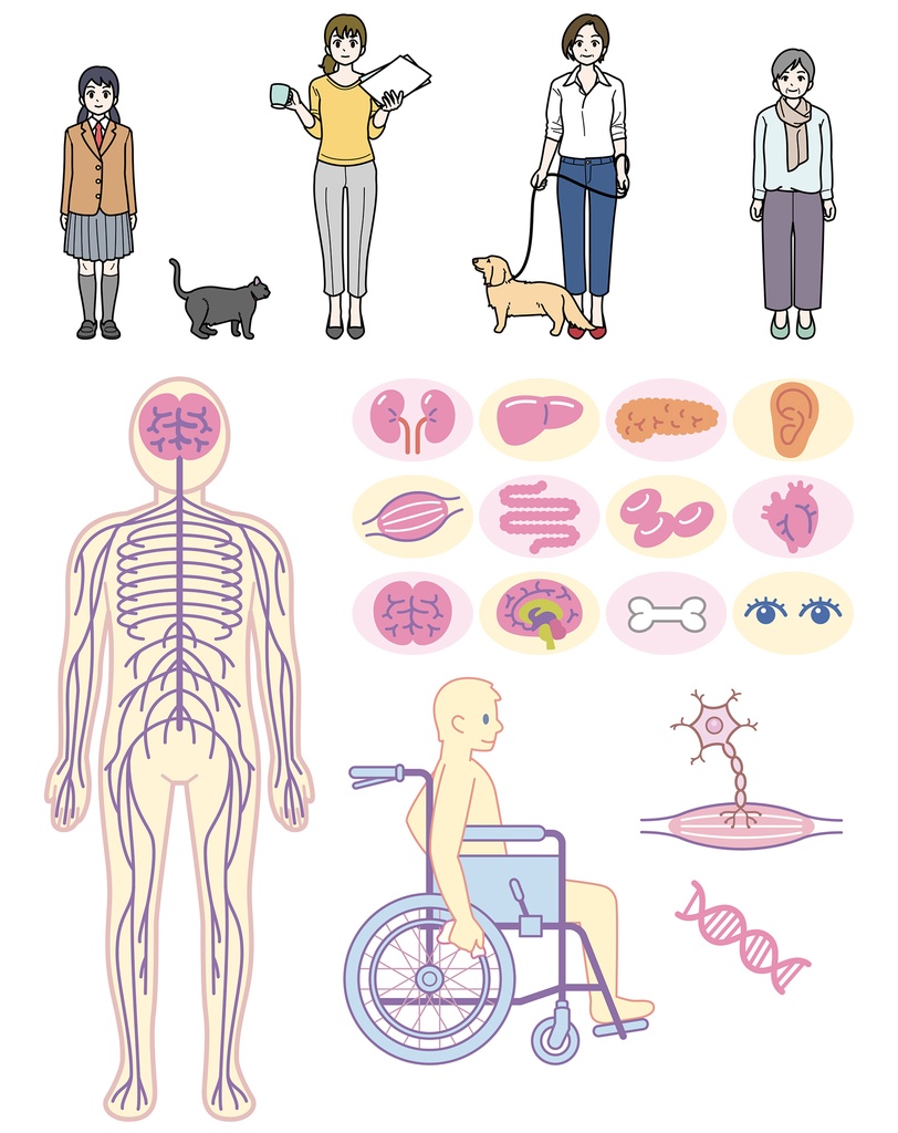 教材・医療・美容系イラスト作成