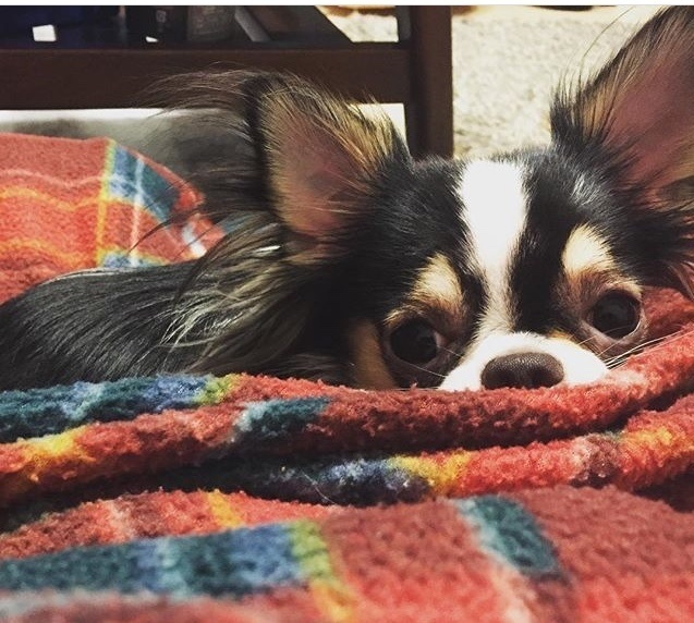 【受注生産】ペットの日本刺繍(オーダーメイド)