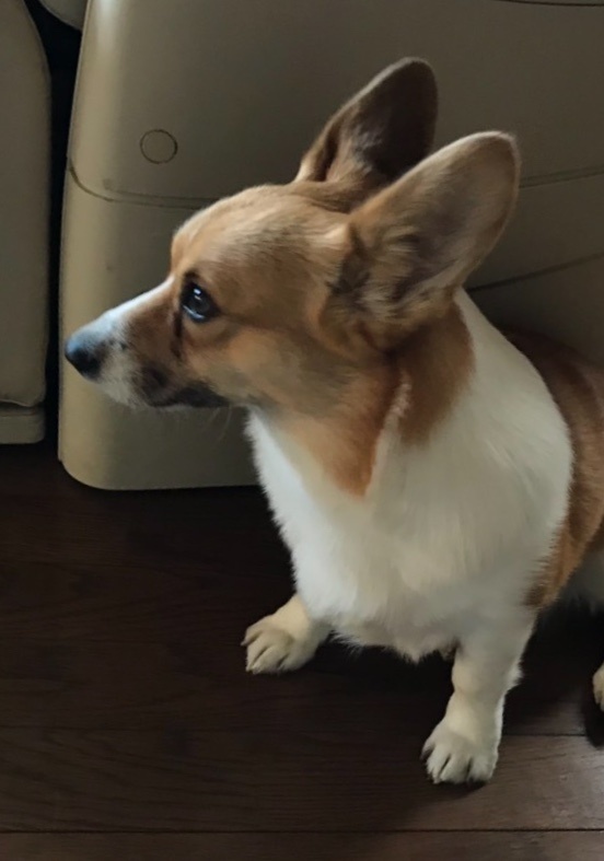 【受注生産】ペットの日本刺繍(オーダーメイド)