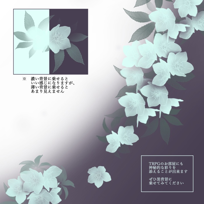 ホワイト クリスマスローズ