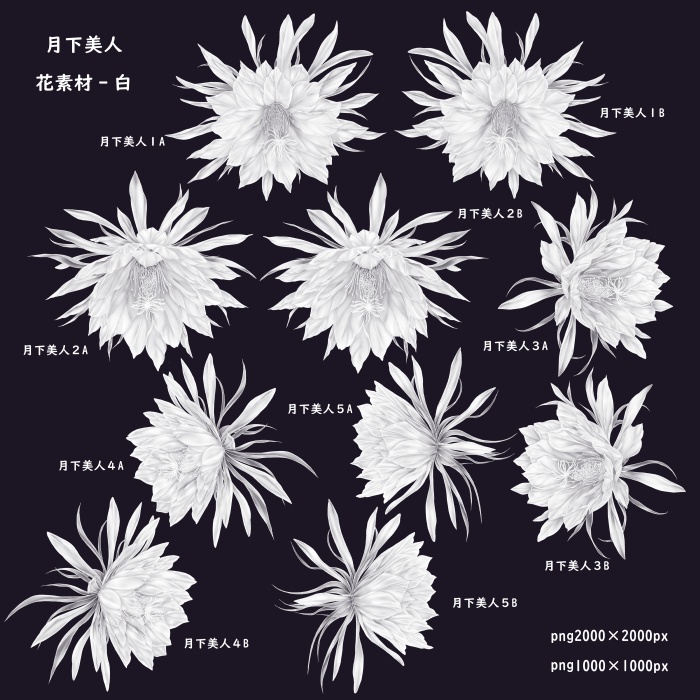 月下美人 花素材とフレーム