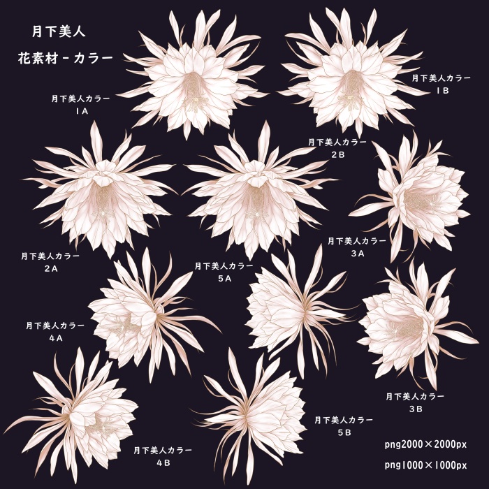 月下美人 花素材とフレーム