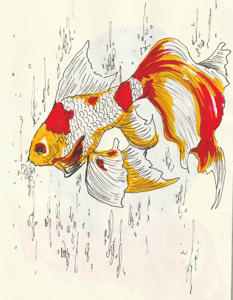手描きアナログイラスト　金魚