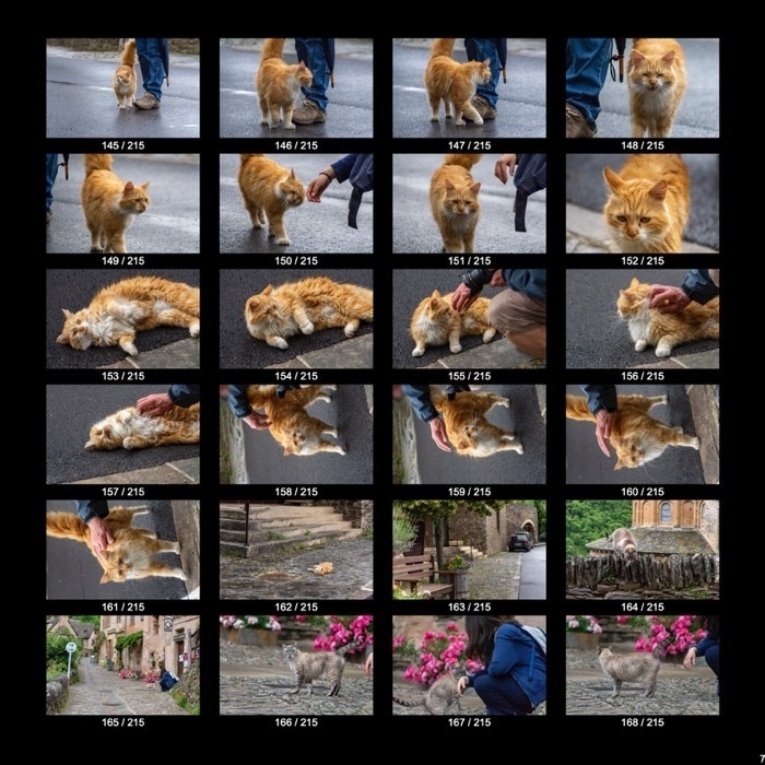 【無料】ヨーロッパのねこくん&わんこくん(215点)