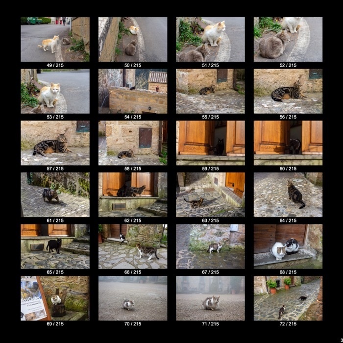 【無料】ヨーロッパのねこくん&わんこくん(215点)