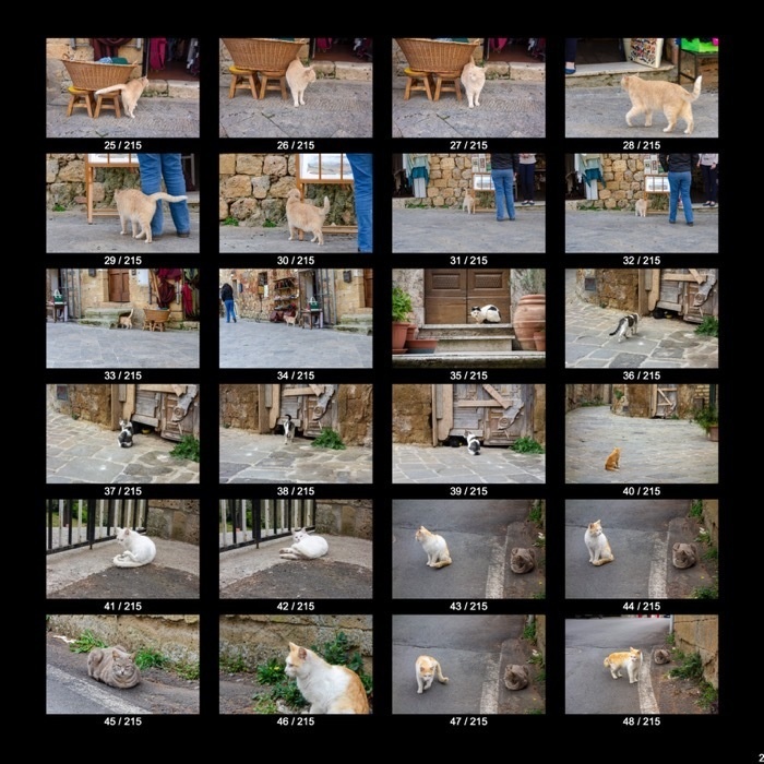 【無料】ヨーロッパのねこくん&わんこくん(215点)