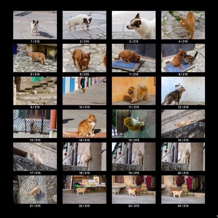 【無料】ヨーロッパのねこくん&わんこくん(215点)