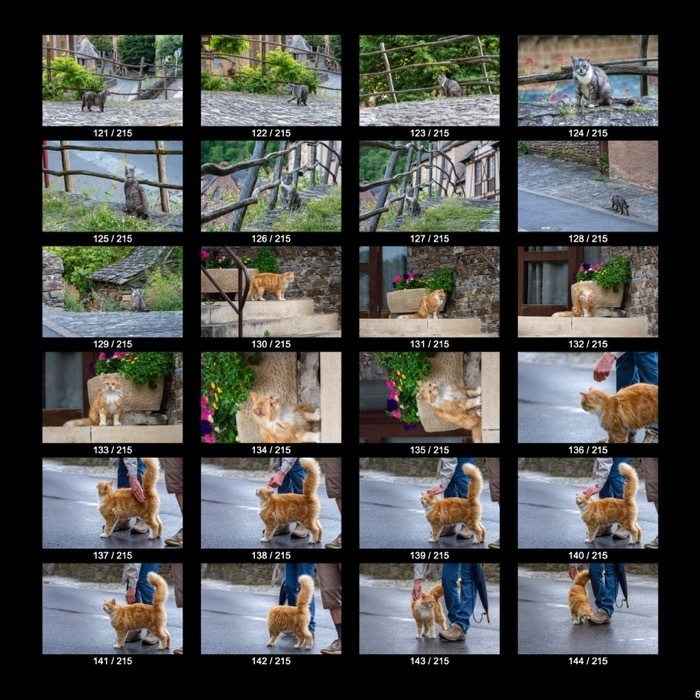 【無料】ヨーロッパのねこくん&わんこくん(215点)