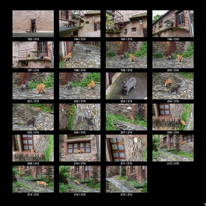 【無料】ヨーロッパのねこくん&わんこくん(215点)