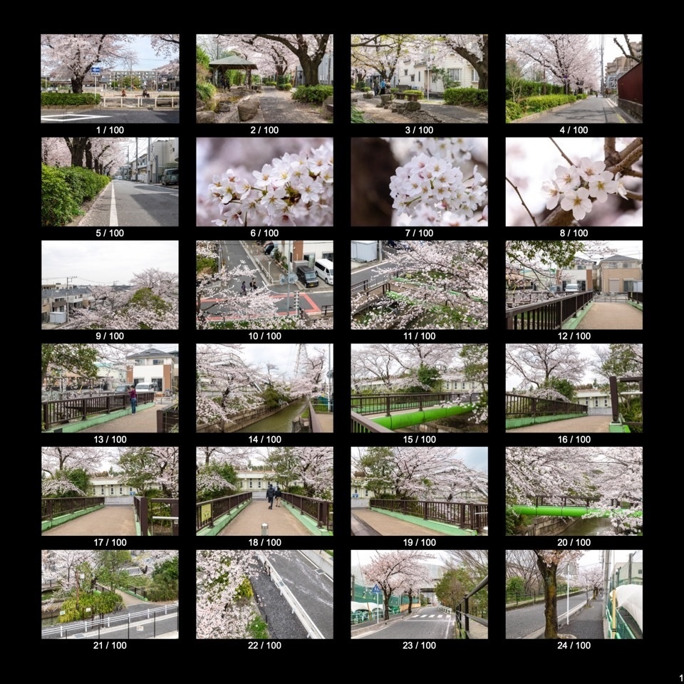 【無料】 春・桜の写真資料詰め合わせ(100点)