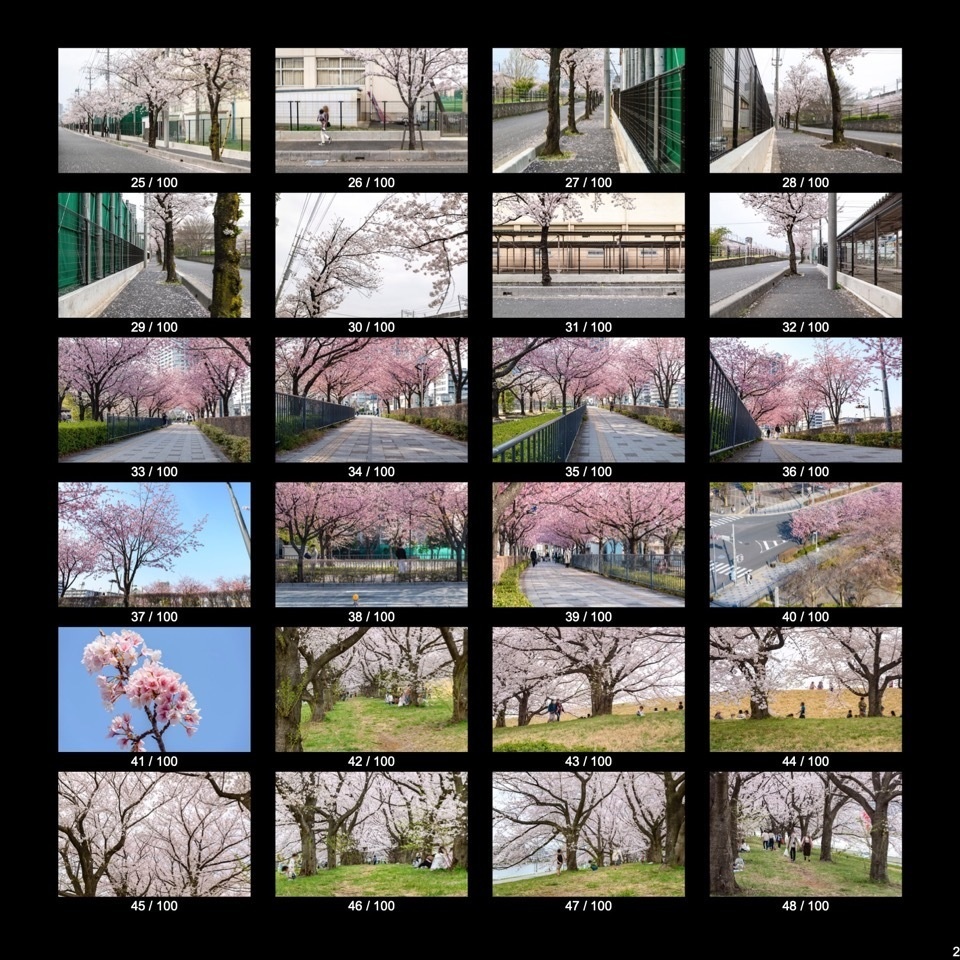 【無料】 春・桜の写真資料詰め合わせ(100点)