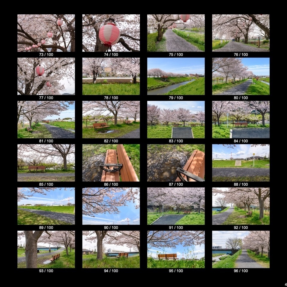 【無料】 春・桜の写真資料詰め合わせ(100点)