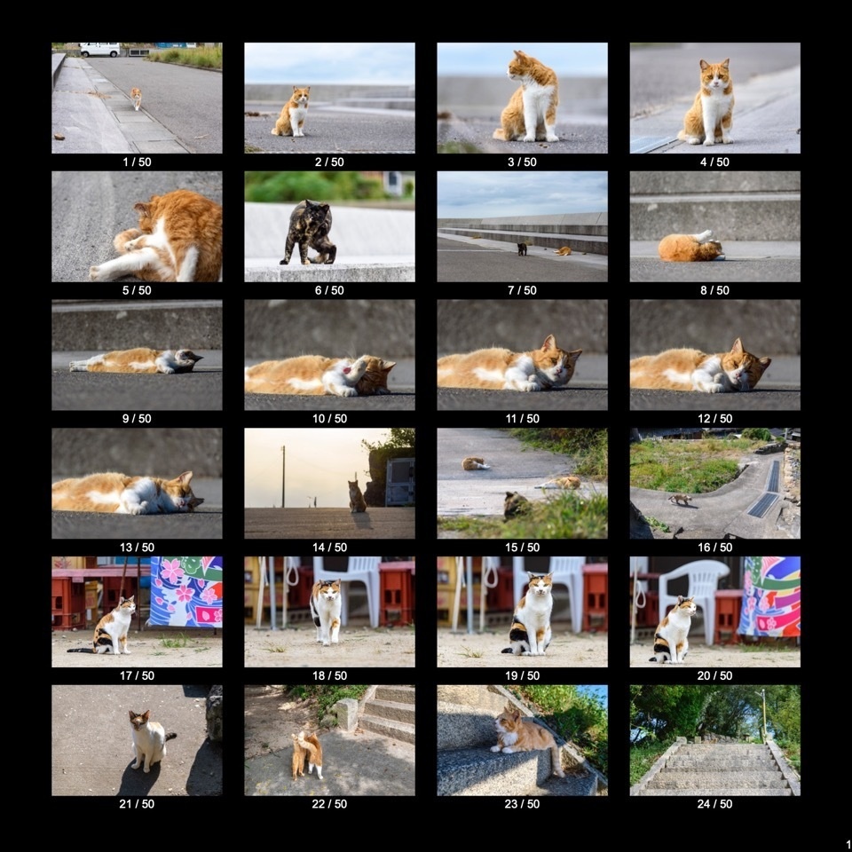 【無料】離島でのんびり暮らす島猫くん+α(50点)