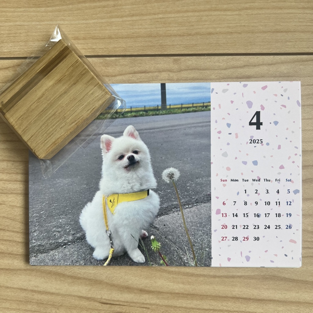 【残りわずか】わたカレンダー2025(わた肉球生スタンプ・サイン入チェキ付)