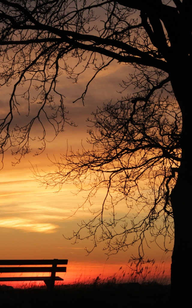 大暑に散りゆく花々と凍える黄昏で迎えた春 (ひね夏)