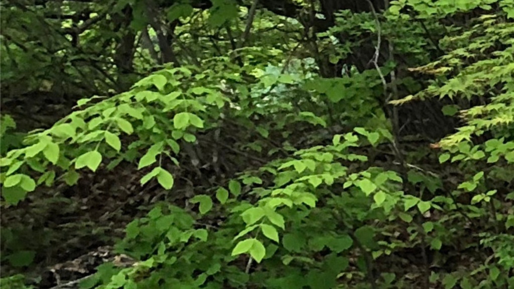 画像素材:森林セット【TRPGや動画などに】