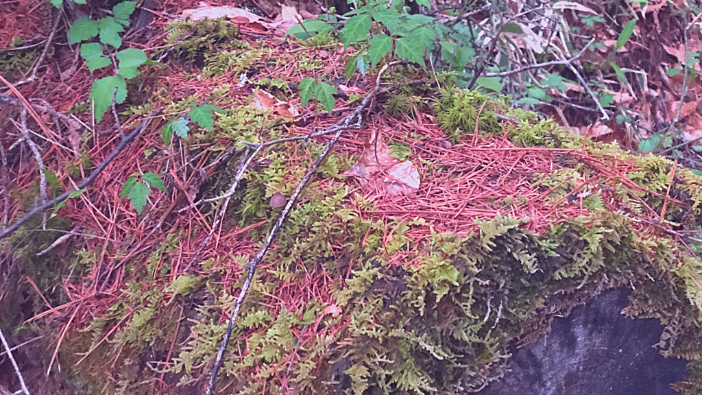 画像素材:森林セット【TRPGや動画などに】