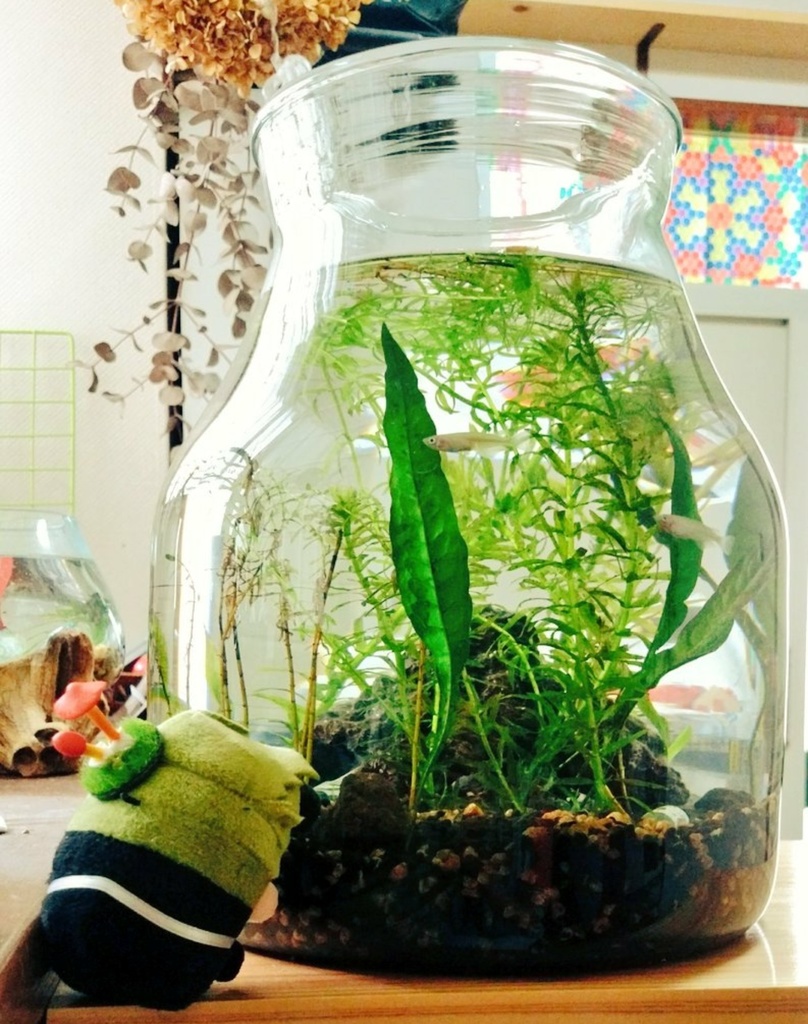 もちに寄生させる きのこ