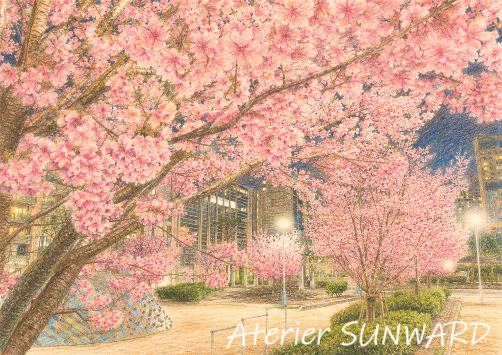 都会の公園に咲き誇る陽光桜２