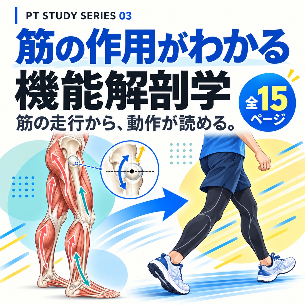 【PT学生・新人向け】筋の作用がわかる機能解剖学｜丸暗記から動作理解へ
