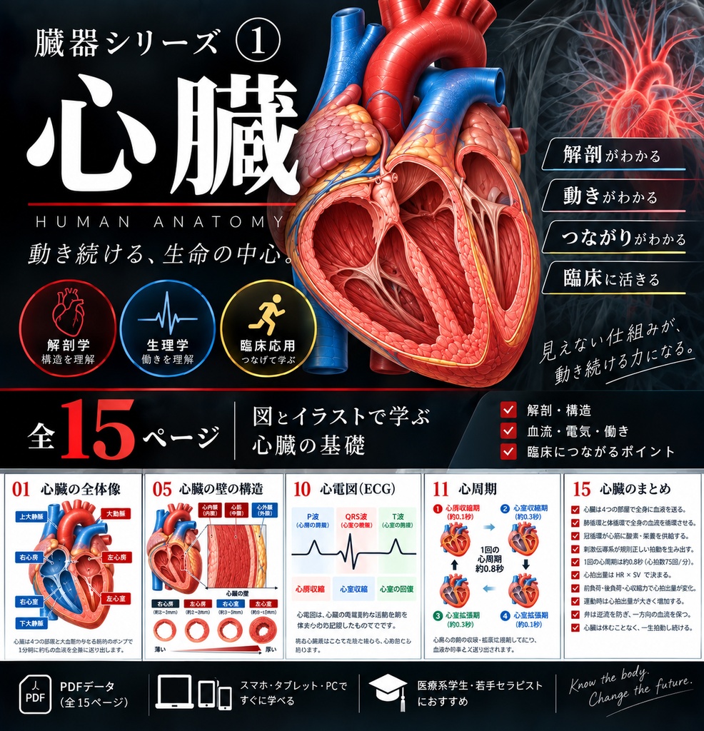 【医療学生向け】心臓の解剖・生理が図でわかる｜臓器シリーズ① 心臓【全15ページPDF】