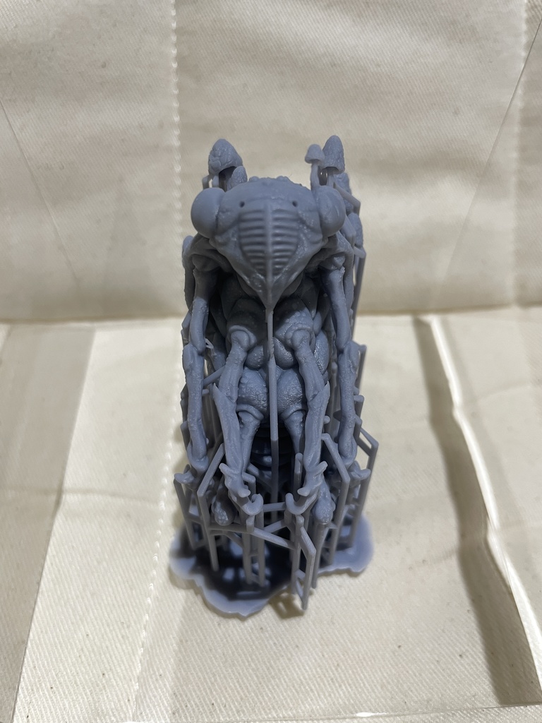 蝉さん(冬虫夏草)