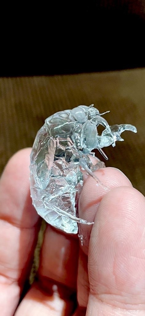 透明な蝉の幼虫+アクリルベース付き完成品