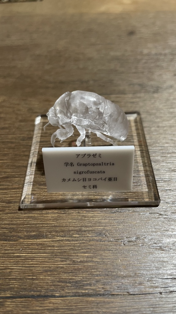 透明な蝉の幼虫＋アクリルベース付き完成品