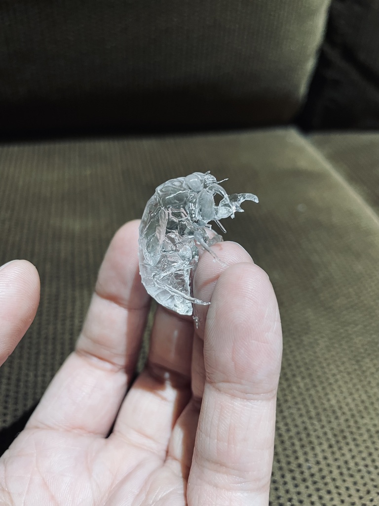 透明な蝉の幼虫+アクリルベース付き完成品