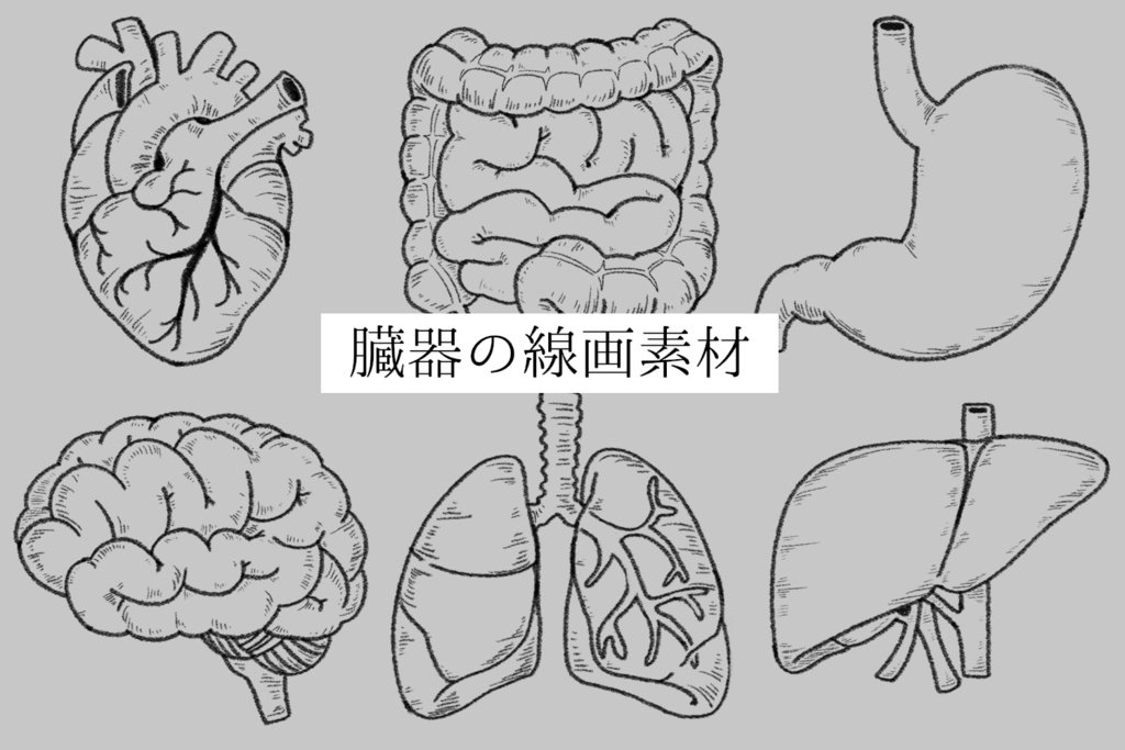 【無料】臓器の線画フリー素材