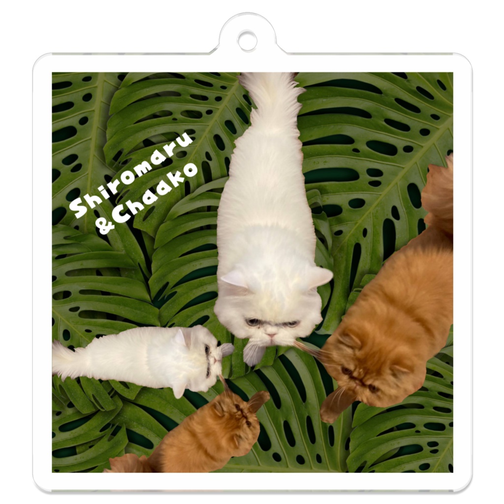 ぷりめろアクリルキーホルダー Friendsシリーズ第4段「Shiromaru&Chaako」デザイン3展開 サイズ50㍉×50㍉