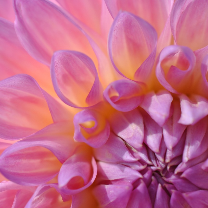 【note対応】ぴったり収まるヘッダー・アイコン・見出し画像 3点セット|花の芯シリーズ③|世界観テンプレ|カード・背景素材