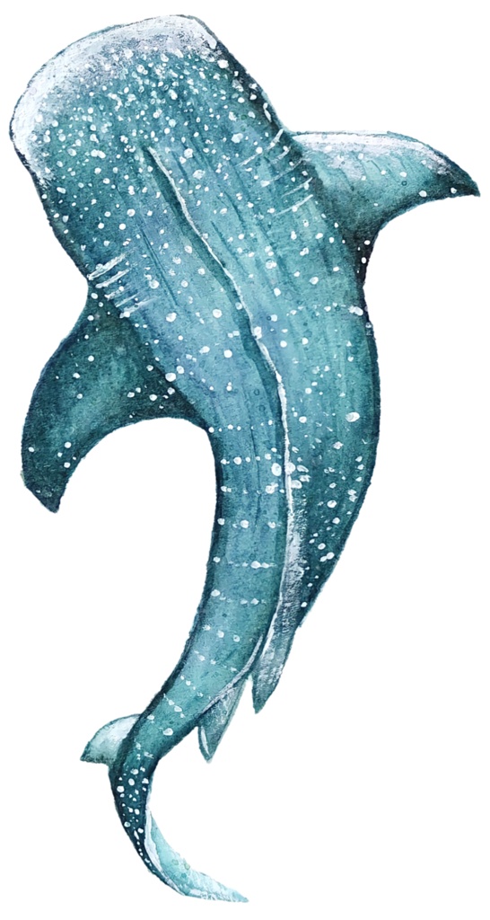 ジンベイザメのアクリルキーホルダー