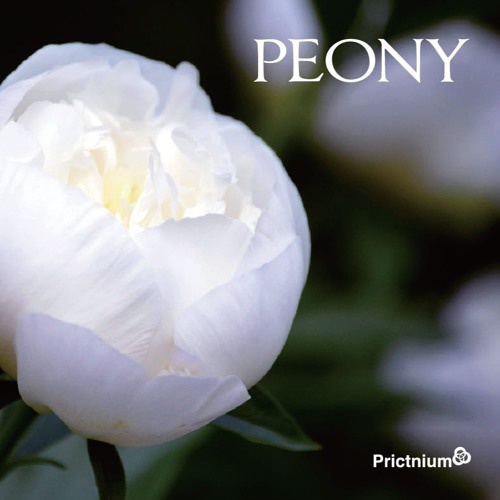 Peony