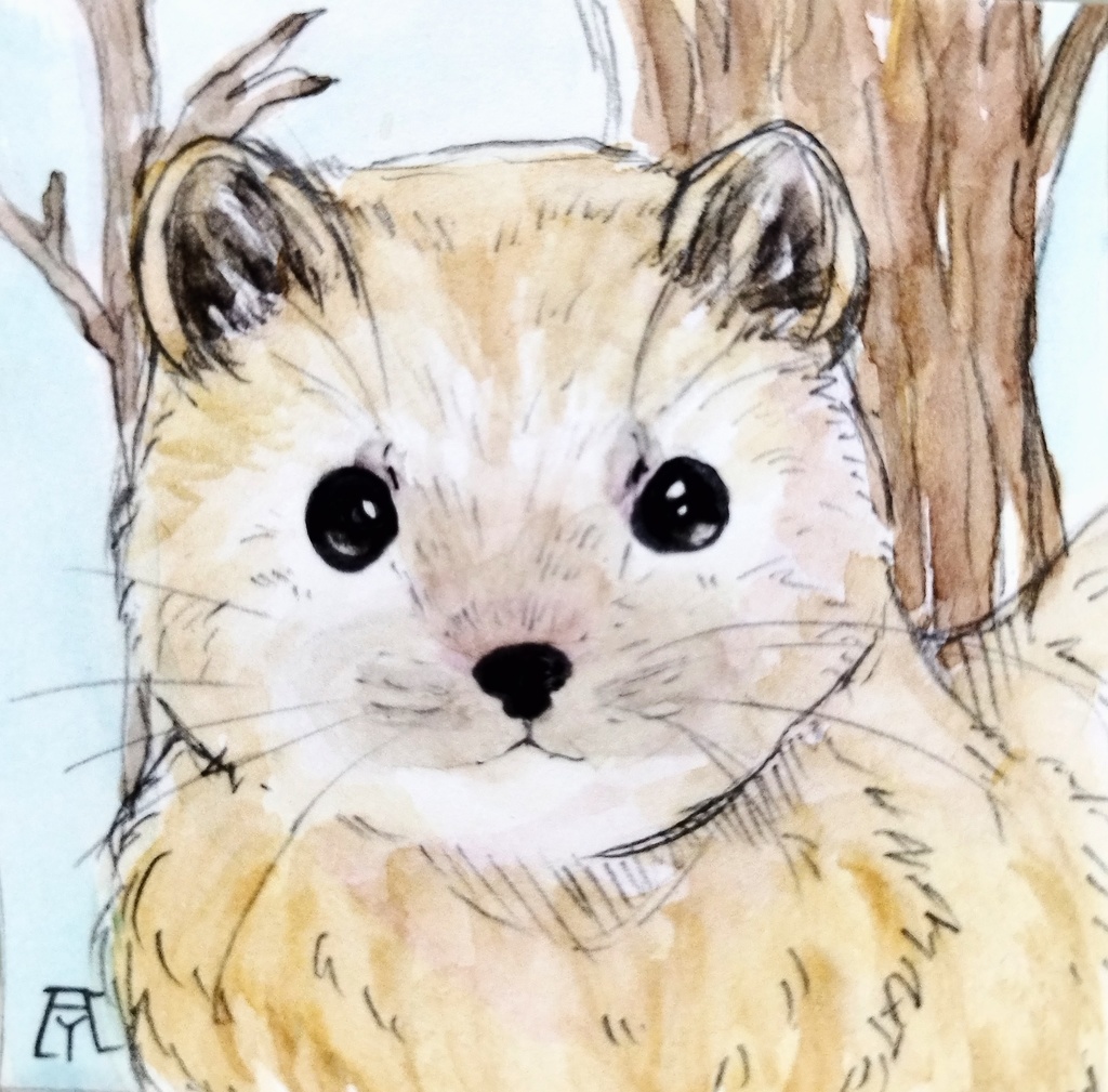 エゾクロテン 透明水彩イラスト原画
