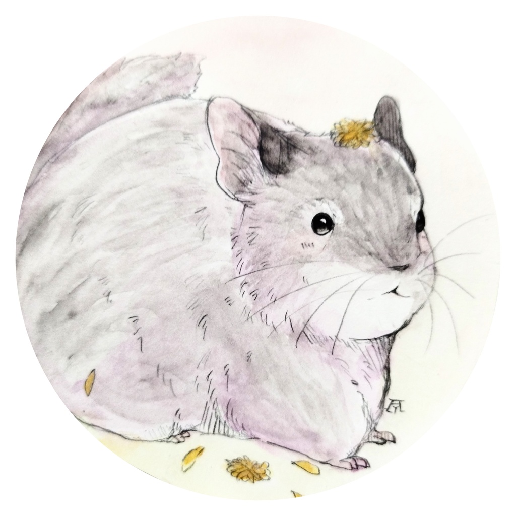 チンチラ 透明水彩イラスト原画