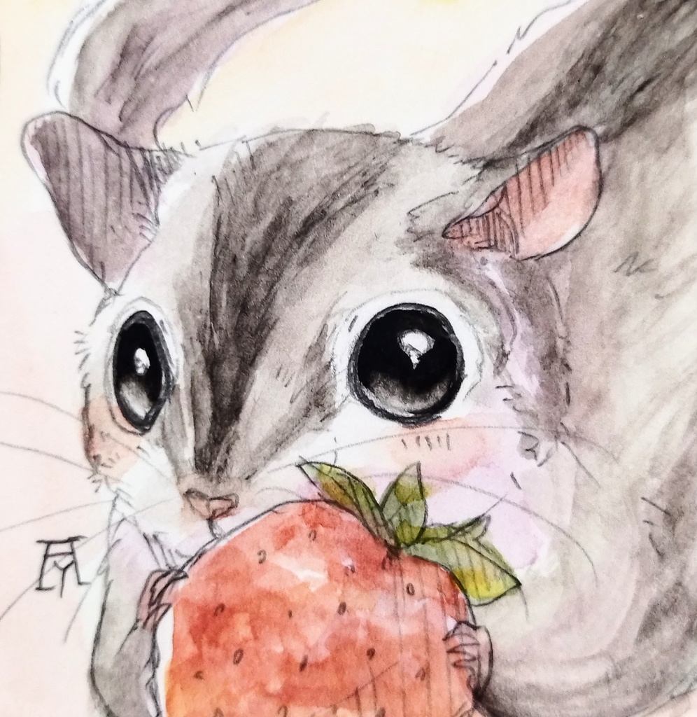 エゾモモンガ/フクロモモンガ 透明水彩イラスト原画